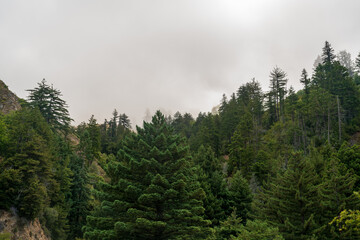 Hilly Forests and Vista at Big Sur