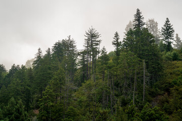 Hilly Forests and Vista at Big Sur
