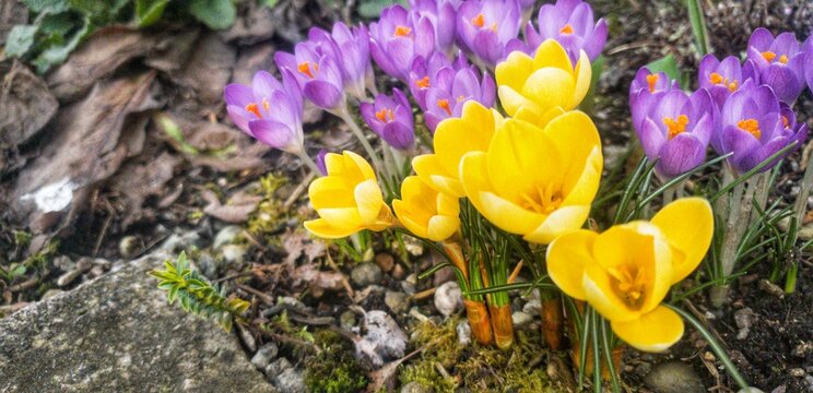 Krokusse im Fr&uuml;hjahr in einem Steinbeet