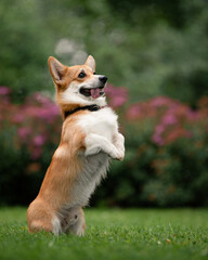 Welsh Corgi Pemboroke stands on its hind legs in the park against the backdrop of blooming bushes with pink flowers. Cheerful dog performs a trick. Outdoor dog training Pet on a walk. Vertical photo