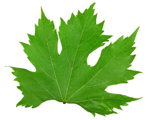 green leaf of grapes isolated on white background. clipping path