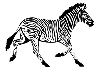 Fototapeta na wymiar young running zebra vector illustration isolated on white