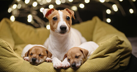 cute little jack russell puppies are resting on the bed with his alert mom. Funny dog smiles. Pets indoors at home. A lovely pet.