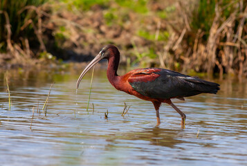 big water bird feeding in the pond, Glossy Ibis, Plegadis falcinellus