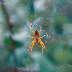 spider on the spider web waiting to hunt