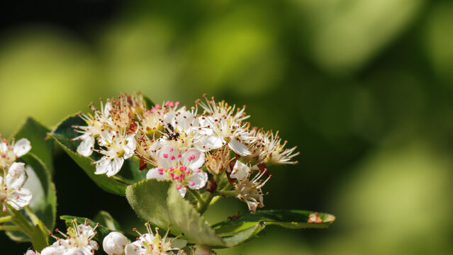 decorative apple blossom in the garden. white flowers closeup