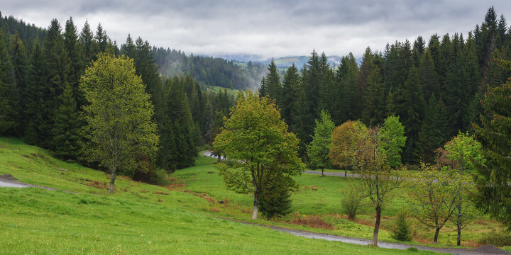 countryside scenery with forested mountains. coniferous forest of carpathians, ukraine. foggy weather in spring