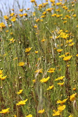 Many small yellow flowers on a field. Spring flowers close up. Nature of Middle East. 