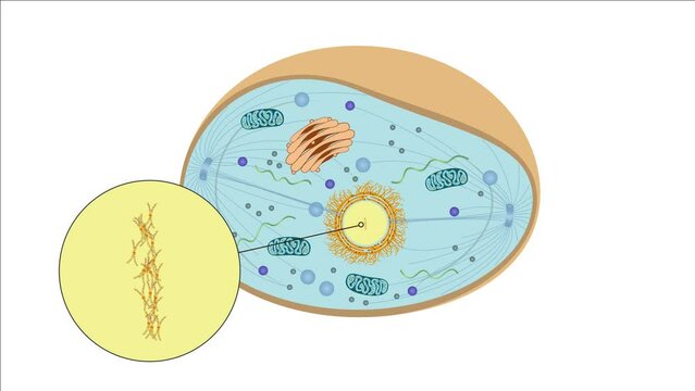 Zellteilung Zytokinese Mitose - Metaphase - einer typisch eukaryotischen Tierzelle - 3 von 7