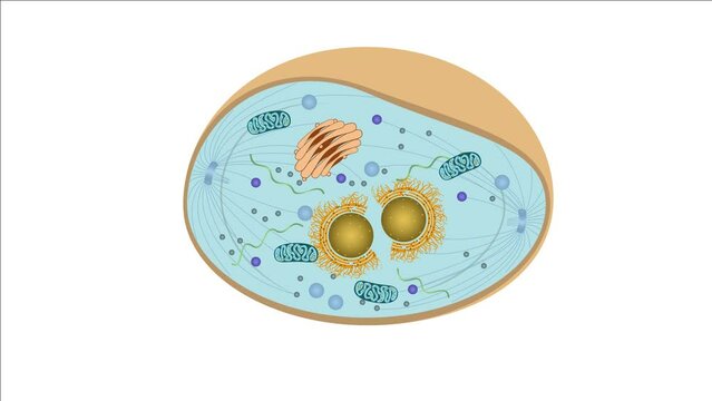 Zellteilung Zytokinese Mitose - einer typisch eukaryotischen Tierzelle - 6 von 7