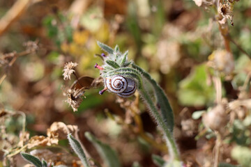Little snail on a leaf. Close up photo of snail. 