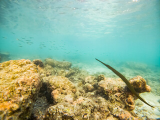 corals and tropical fish underwater sea life