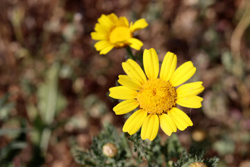 Wild flowers close up photo. Spring flowers of Israel. Beautiful sunny day in a park. Plants and flowers of Middle East. 