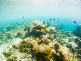 corals and tropical fish underwater sea life