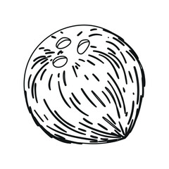 Coconut whole with tree holes. Cartoon coconut icon. Coconut milk.