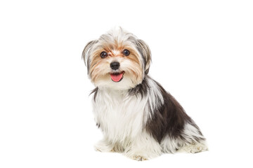 Puppy Maltese lapdog isolated on white background.