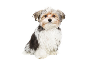 Puppy Maltese lapdog isolated on white background.