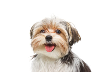 Puppy Maltese lapdog isolated on white background.