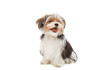 Cute maltese puppy isolated on white background