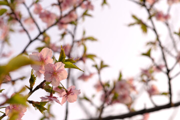 Fototapeta na wymiar 桜と葉と空