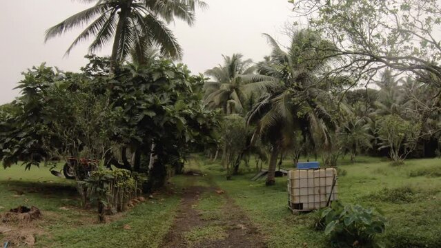 walking forward view at a dirt backroad in tropical Pacific Cook Islands with agricultural farm site and flourish vegetation and coconut banana breadfruit trees in Polynesian village in gloomy day