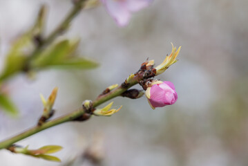 Closeup of beautiful white pink flowers of a blossoming almond tree in an almond garden orchard