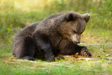 Cute bear cub watching at a butterfly