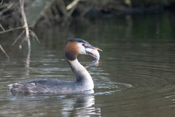 Haubentaucher (Podiceps cristatus)