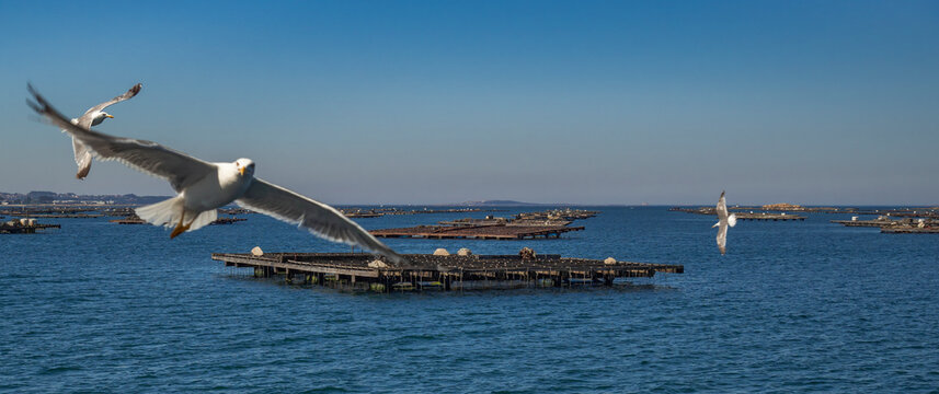 Mussel Aquaculture Rafts Batea, Mussel Growing Sea Platform, Batea Mussel Farms, R&iacute;a de Arousa, Arousa Estuary, Pontevedra, Galicia, Spain, Europe