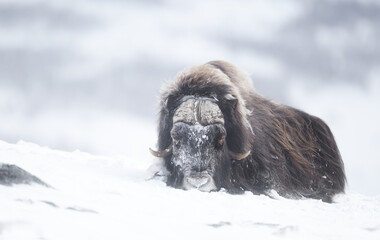 Close up of a male Musk Ox lying on snow in winter