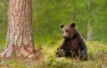 Fototapeta premium Eurasian Brown bear cub with a butterfly