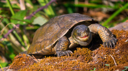 Mediterranean Pond Turtle, Mauremys caspica leprosa, Mauremys leprosa, Tajo River, Monfragüe National Park, SPA, ZEPA, Biosphere Reserve, Cáceres Province, Extremadura, Spain, Europe