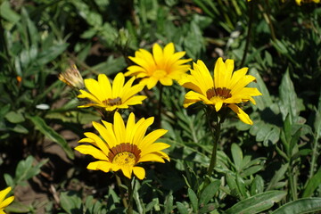 Four bright yellow flowers of Gazania rigens in July