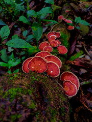 Wild mushrooms (microporus) grow in clusters on the forest floor