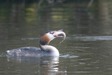 Haubentaucher (Podiceps cristatus)