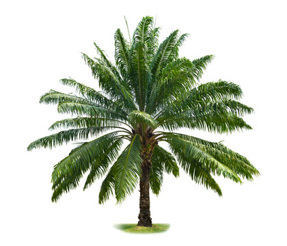 Oil palm tree isolated on white background.