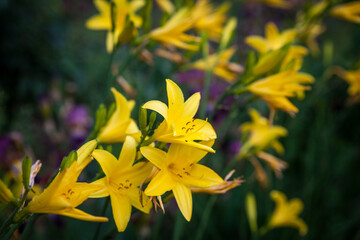 Yellow day lily flowers on the flower bed
