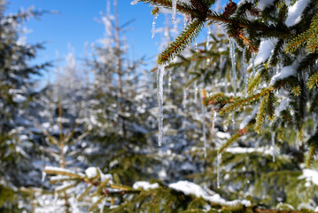 Sople lodu wiszące na gałęziach drzewa iglastego, zima w górach.