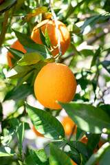 Ripe orange orange hanging on branch with green leaves around. Orange is also used in the juice and natural essential oil industry.
