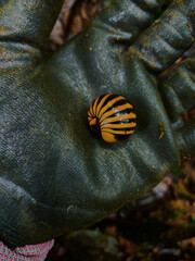 Cubaris sp. Isopods protect themselves on the ground in the tropical rain forest