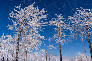 Zimowy krajobraz, drzewa pokryte grubą warstwą śniegu i lodu (4). - obrazy, fototapety, plakaty