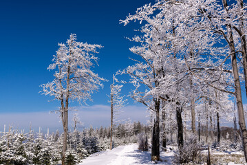 Zimowy krajobraz, drzewa pokryte grubą warstwą śniegu i lodu (3).