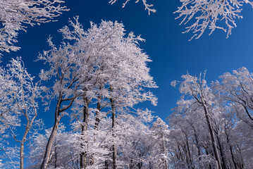 Zimowy krajobraz, drzewa pokryte grubą warstwą śniegu i lodu (2). - obrazy, fototapety, plakaty