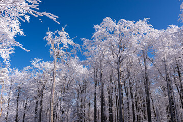 Beskid Śląski w zimie, drzewa pokryte śniegiem i lodem, błękitne niebo (5). 