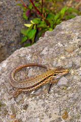 La Palma lizard, Sizeable lizard, Wall lizard, Lagarto Tizón, Gallotia galloti palmae, Caldera de Taburiente National Park, Biosphere Reserve, La Palma, Canary Islands, Spain, Europe
