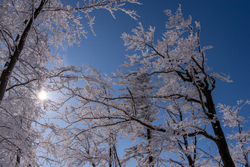 Beskid Śląski w zimie, drzewa pokryte śniegiem i lodem, błękitne niebo (2). 