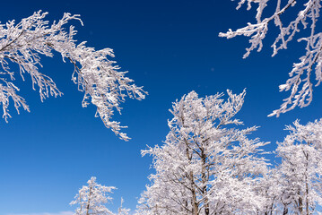 Gałęzie drzew pokryte śniegiem i lodem, zima w górach, Beskid Śląski (4).
