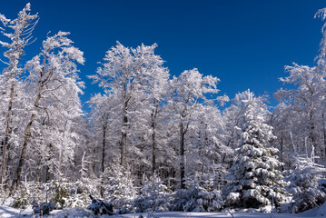 Gałęzie drzew pokryte śniegiem i lodem, zima w górach, Beskid Śląski (2).