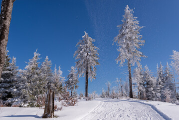 Gałęzie drzew pokryte śniegiem i lodem, zima w górach, Beskid Śląski.