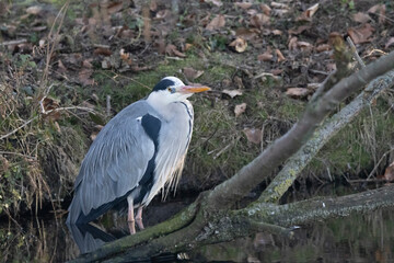 Graureiher (Ardea cinerea)